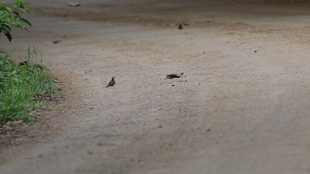 Rufous-backed Wren - ML643458682