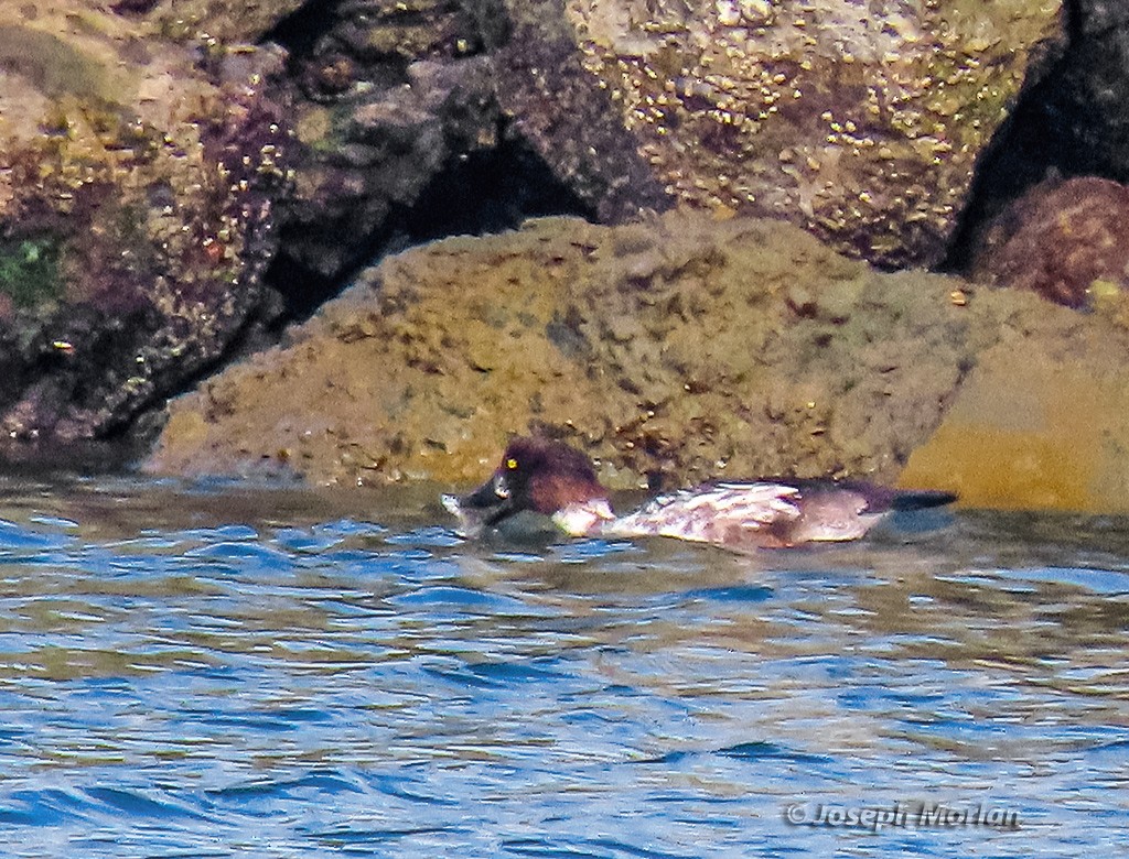 Common Goldeneye - ML643458689