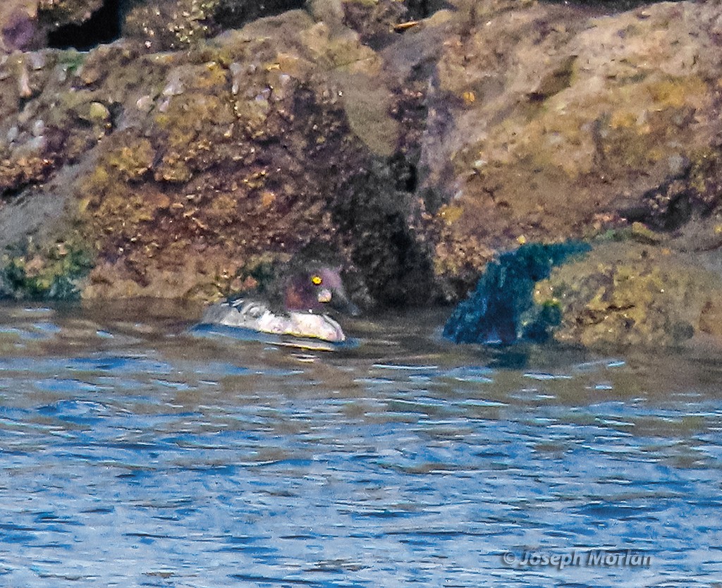 Common Goldeneye - ML643458690