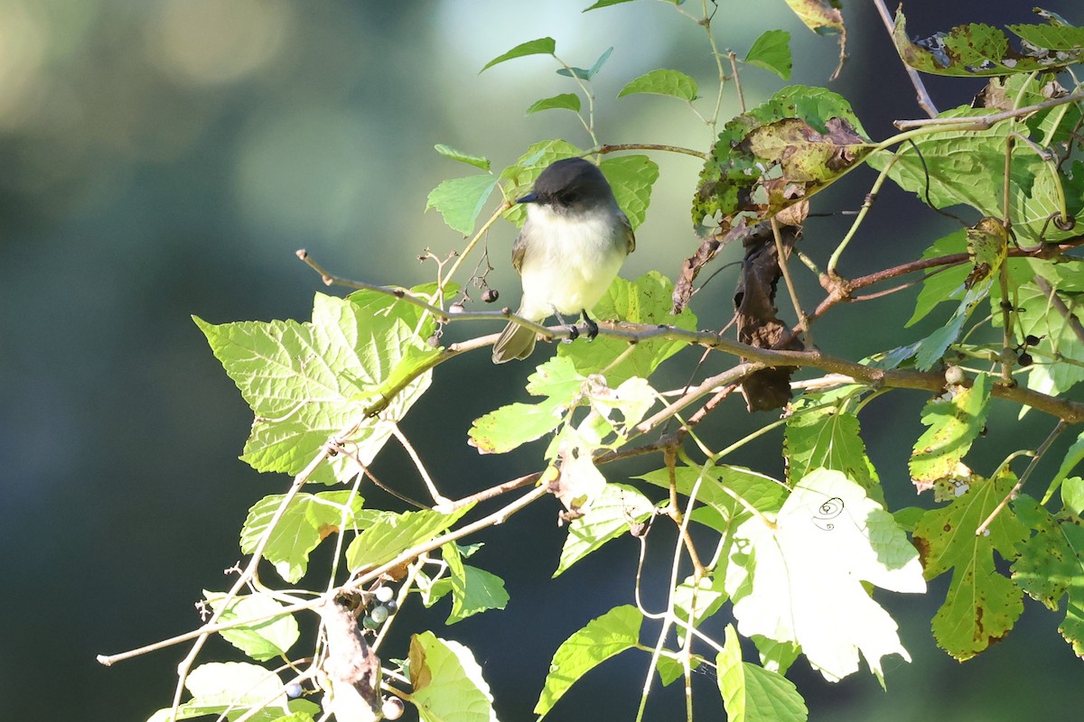 Moucherolle phébi - ML643458700