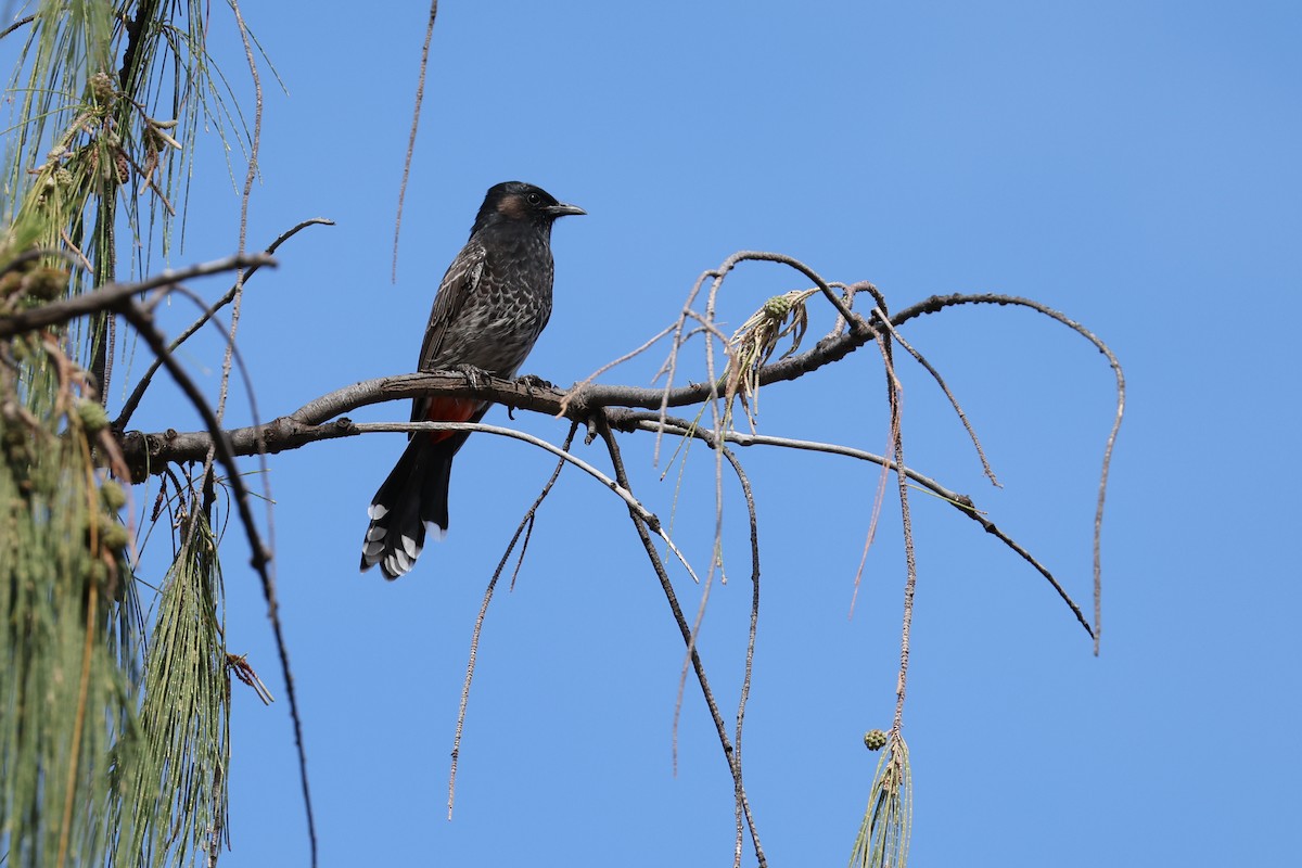 bulbul šupinkový - ML643458702