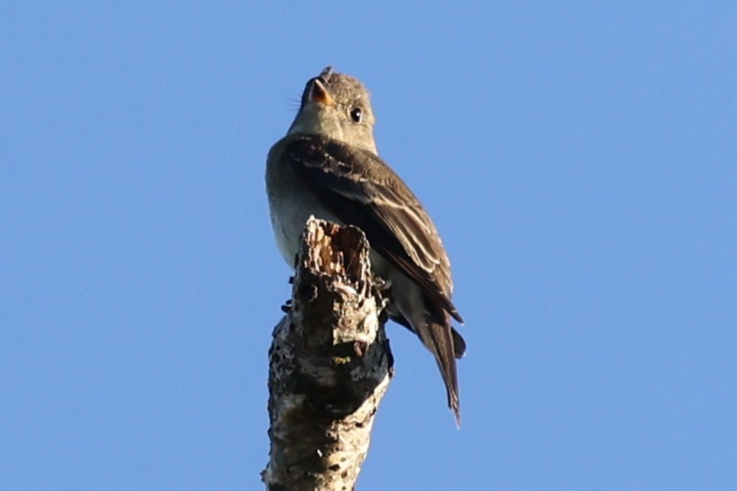 Pioui de l'Est - ML643458710