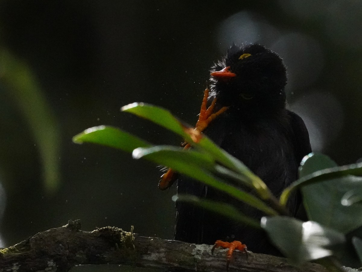 Great Thrush - ML643458718