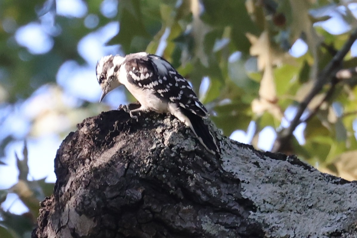 Downy Woodpecker - ML643458730
