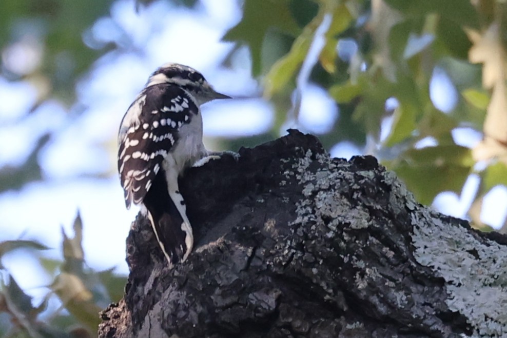 Downy Woodpecker - ML643458731