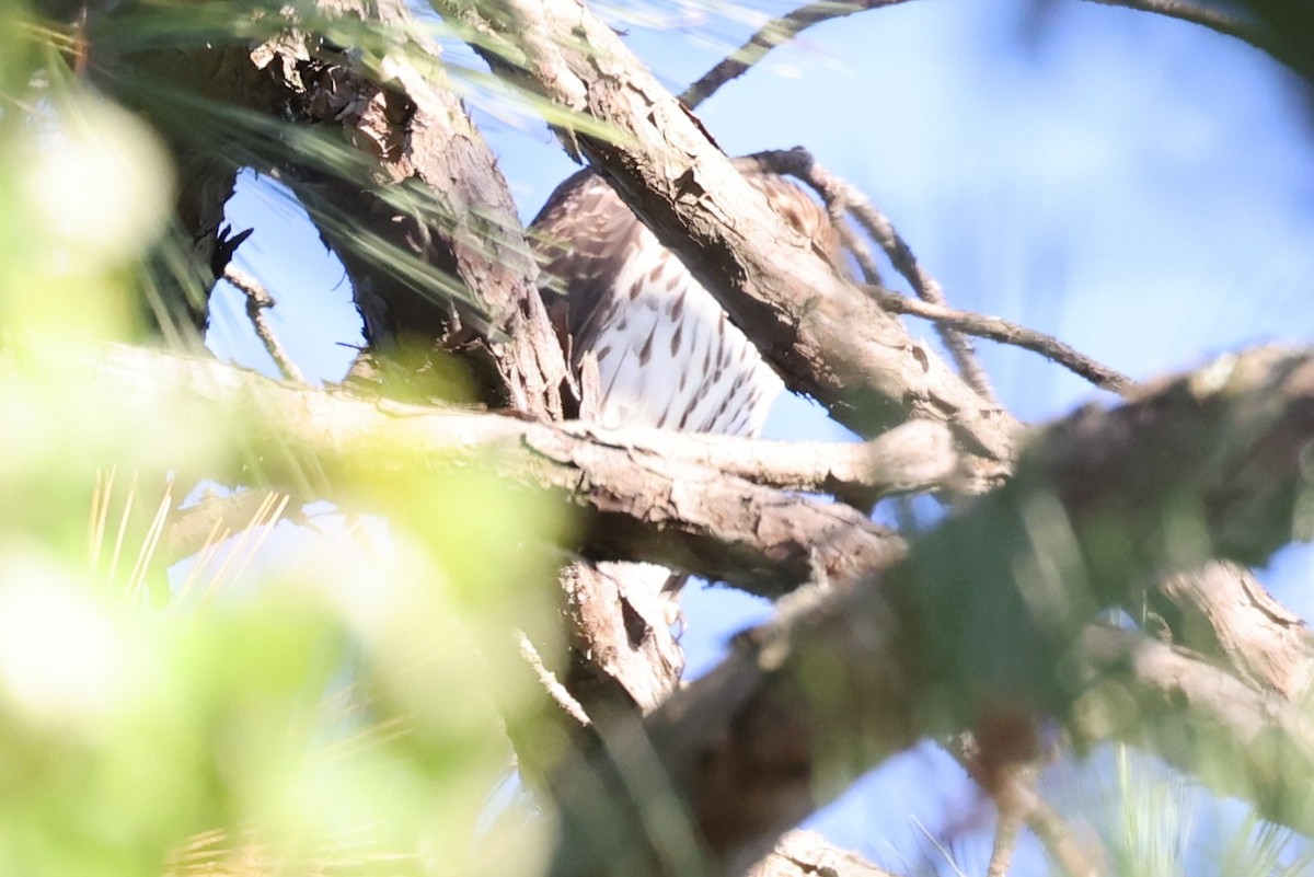 Buse à queue rousse - ML643458754