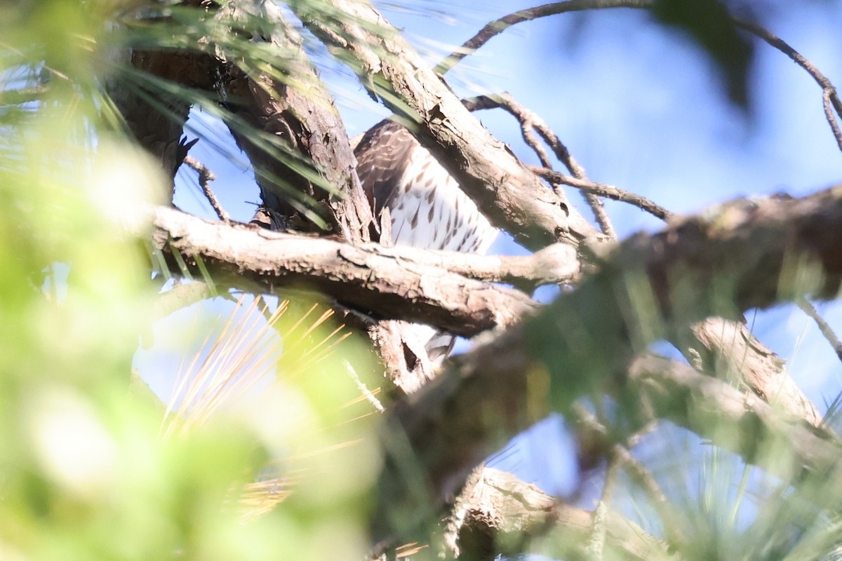 Buse à queue rousse - ML643458755