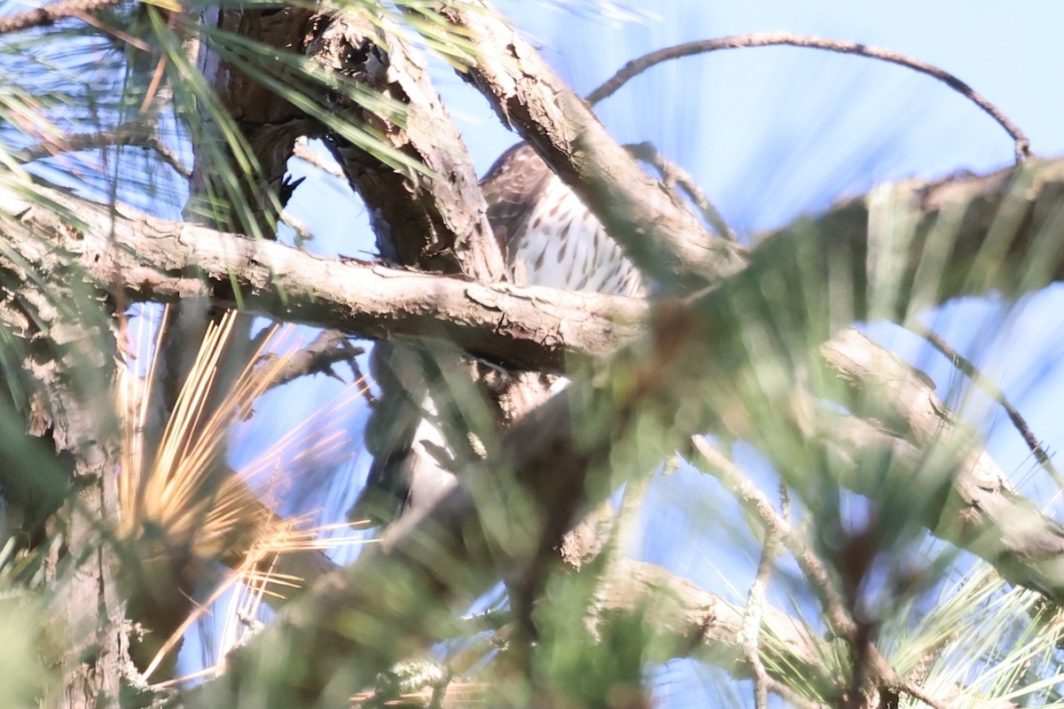 Buse à queue rousse - ML643458756