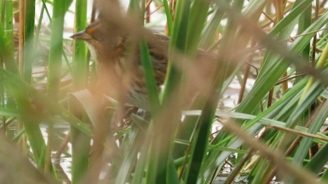 Bruant à queue aiguë - ML643458758