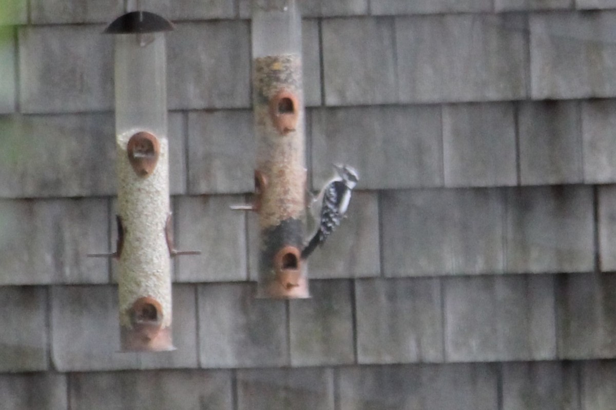 Downy Woodpecker - ML643458762