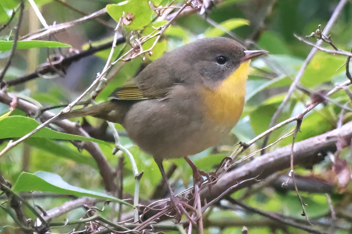 Common Yellowthroat - ML643458763