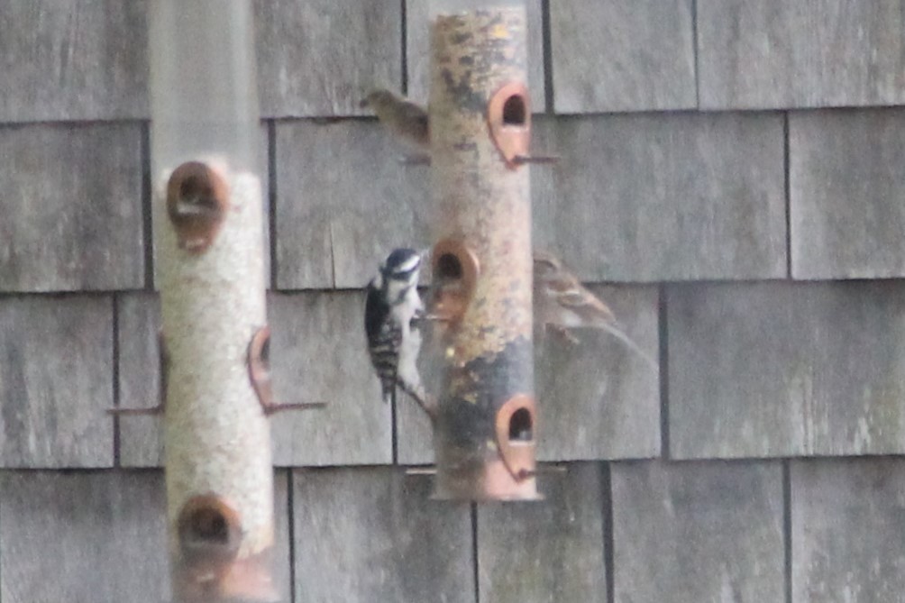 Downy Woodpecker - ML643458770