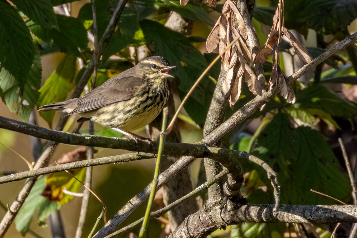 Northern Waterthrush - ML643458774
