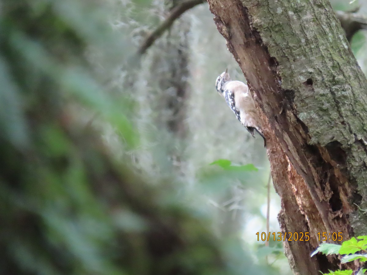 Downy Woodpecker - ML643458778
