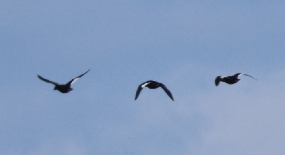 White-winged Scoter - ML643458789