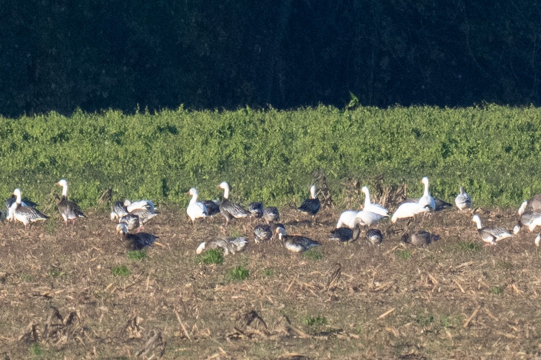 Snow Goose - ML643458797