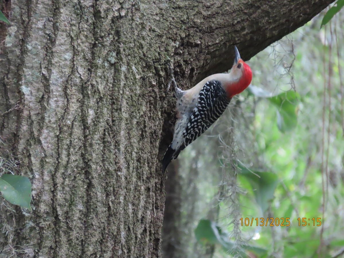 Red-bellied Woodpecker - ML643458805