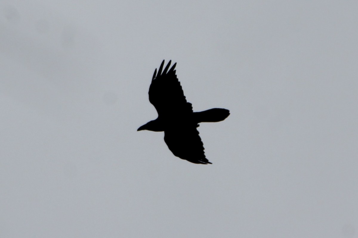 Common Raven - ML643458806