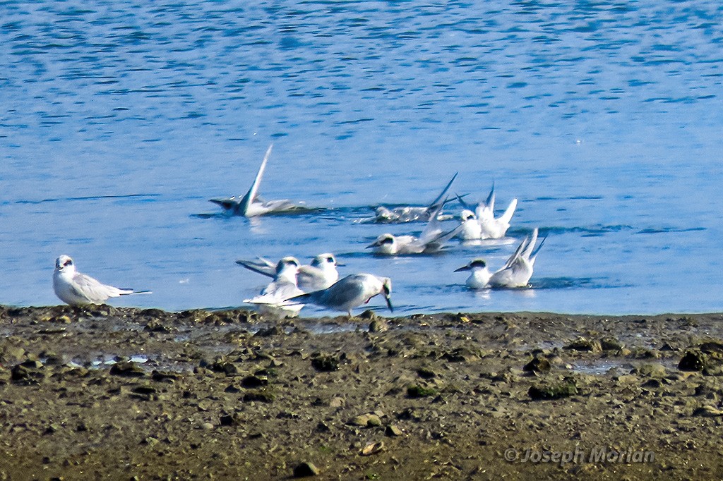 Forster's Tern - ML643458812