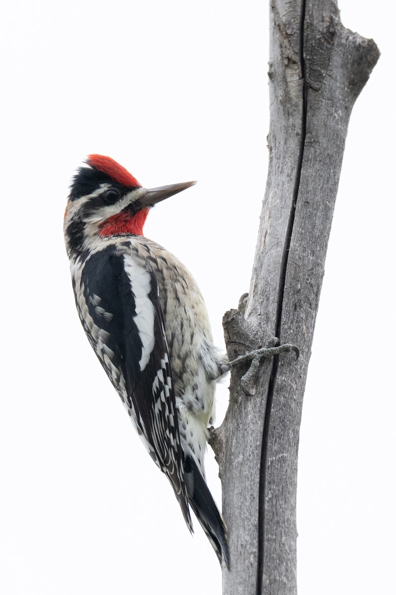 Red-naped Sapsucker - ML643458816