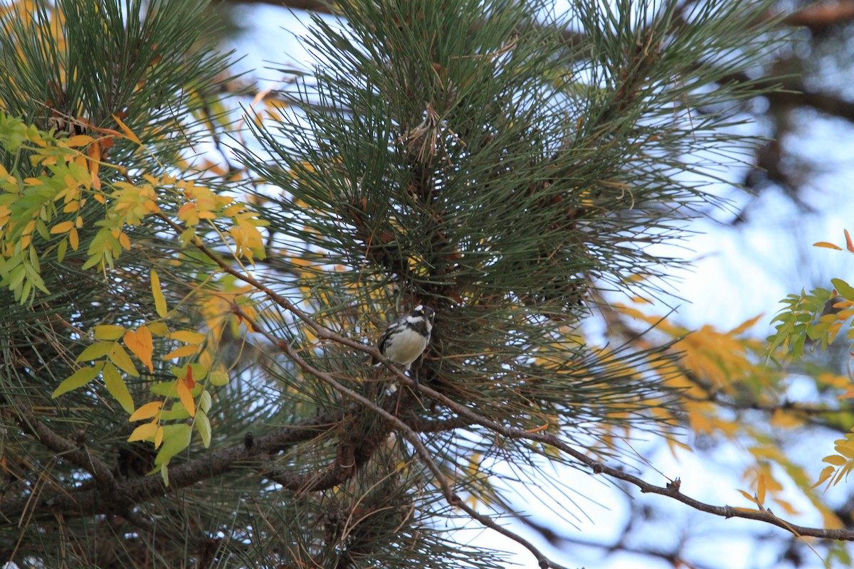 Black-throated Gray Warbler - ML643458820