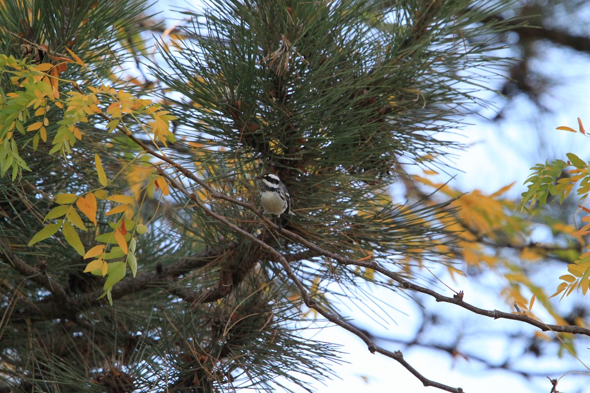 Black-throated Gray Warbler - ML643458822