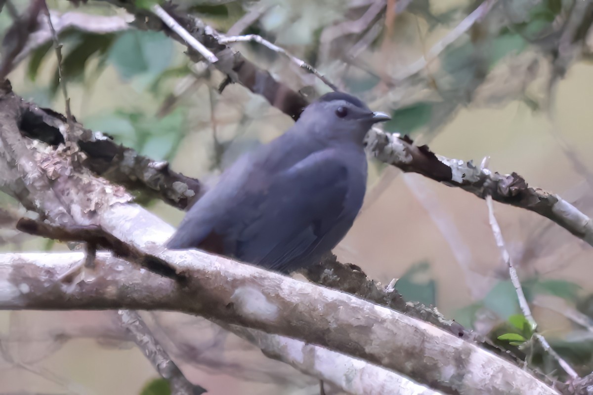 Gray Catbird - ML643458823