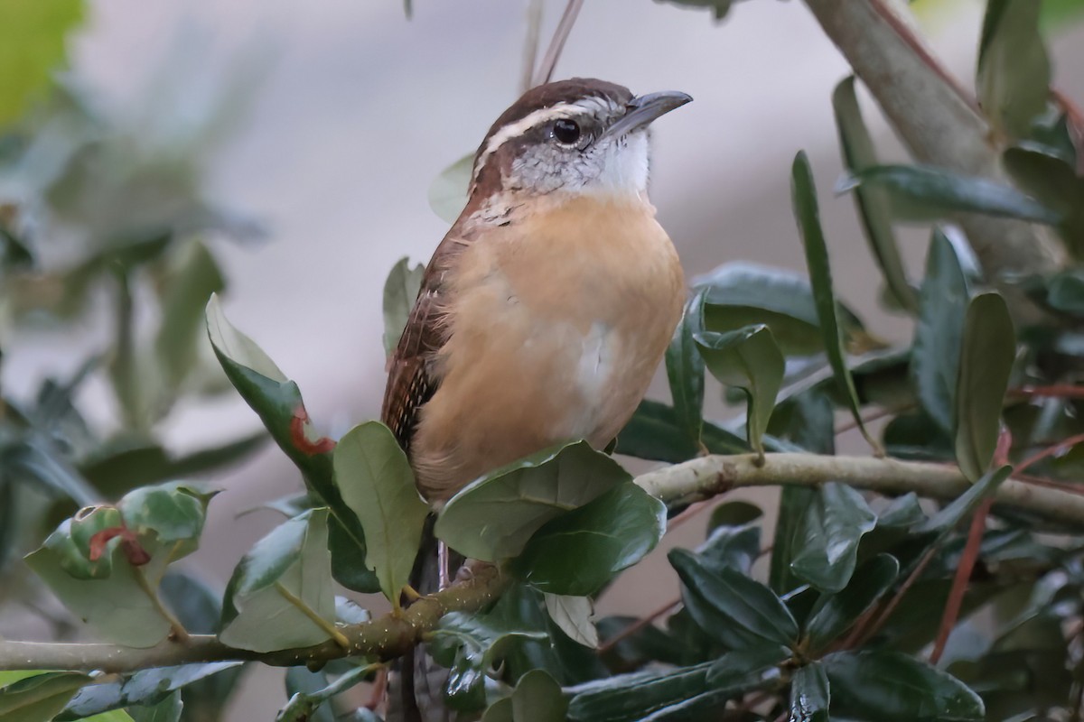 Carolina Wren - ML643458835