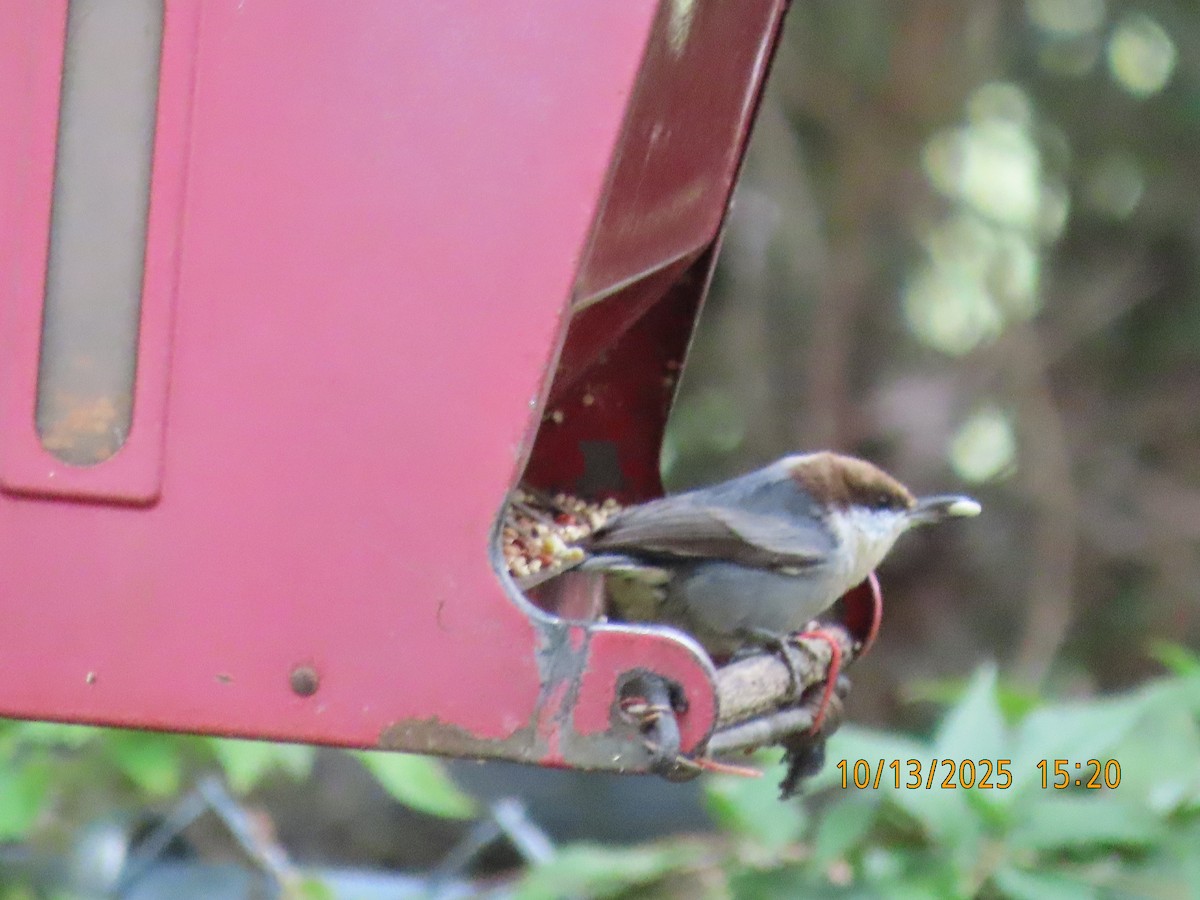 Brown-headed Nuthatch - ML643458837