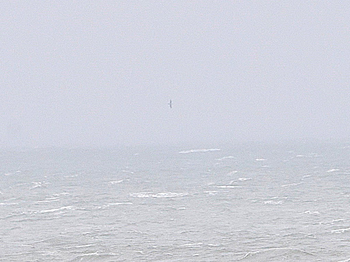 shearwater sp. - ML643458838