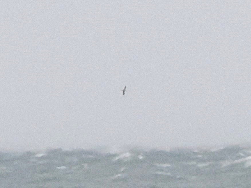 shearwater sp. - ML643458842