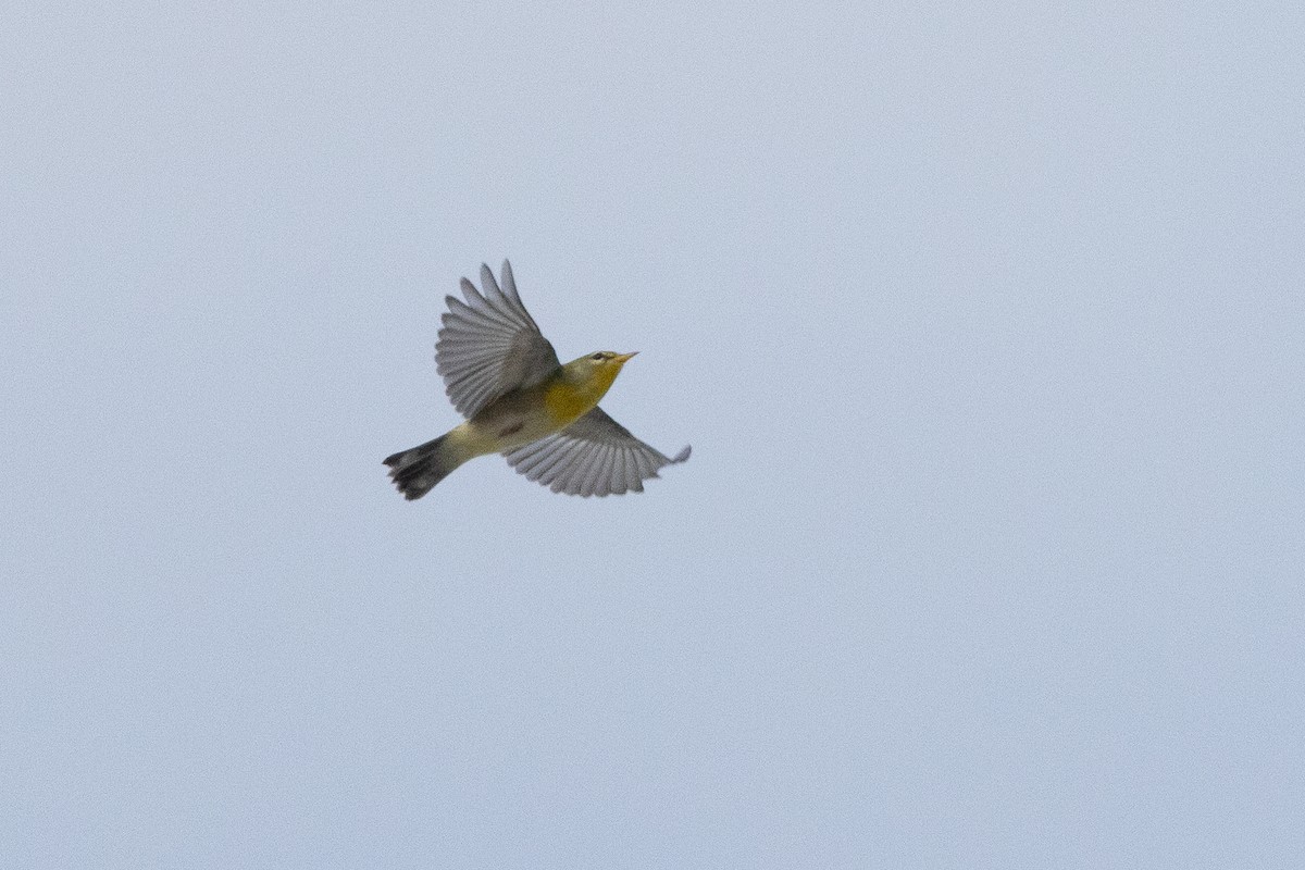 Northern Parula - ML643458845