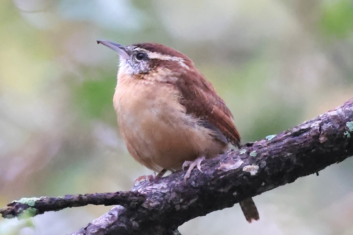 Carolina Wren - ML643458850
