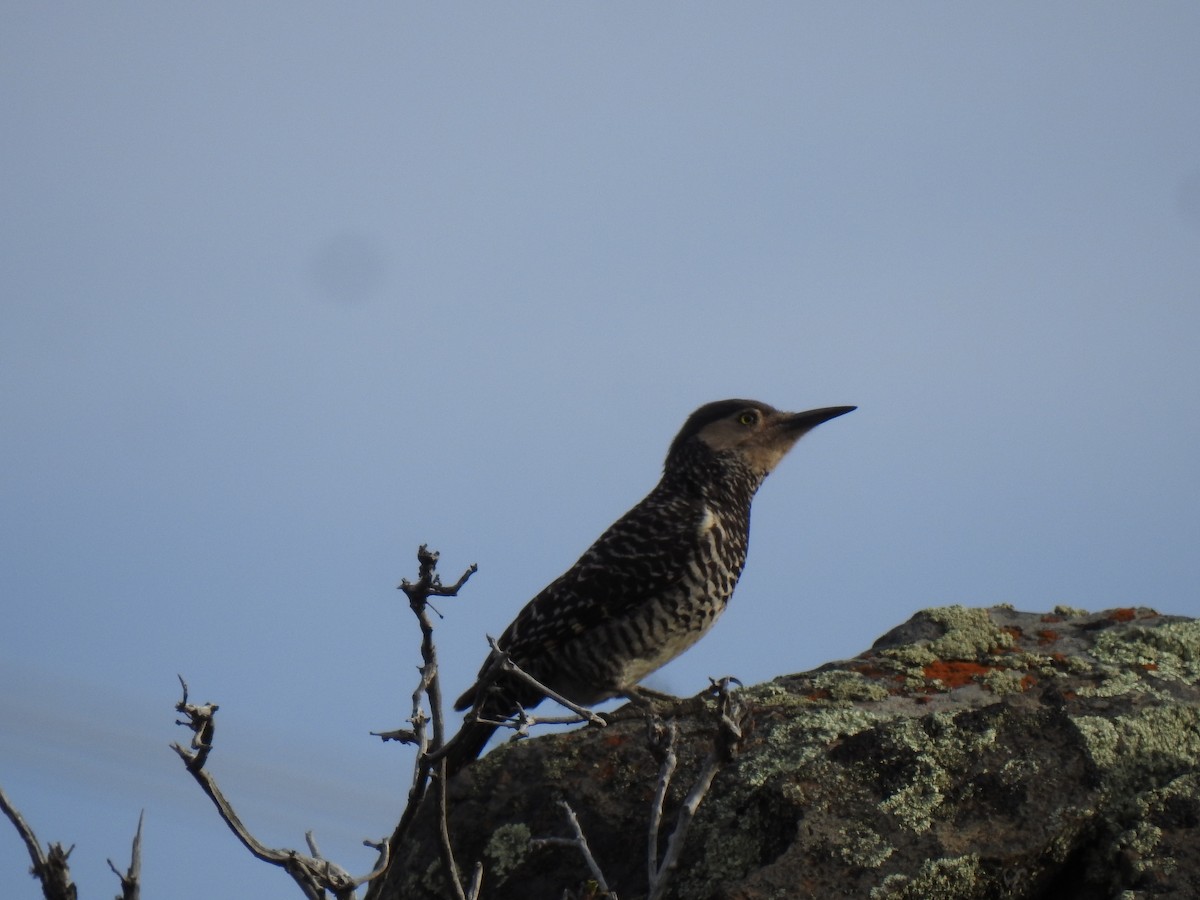 Chilean Flicker - ML643458852