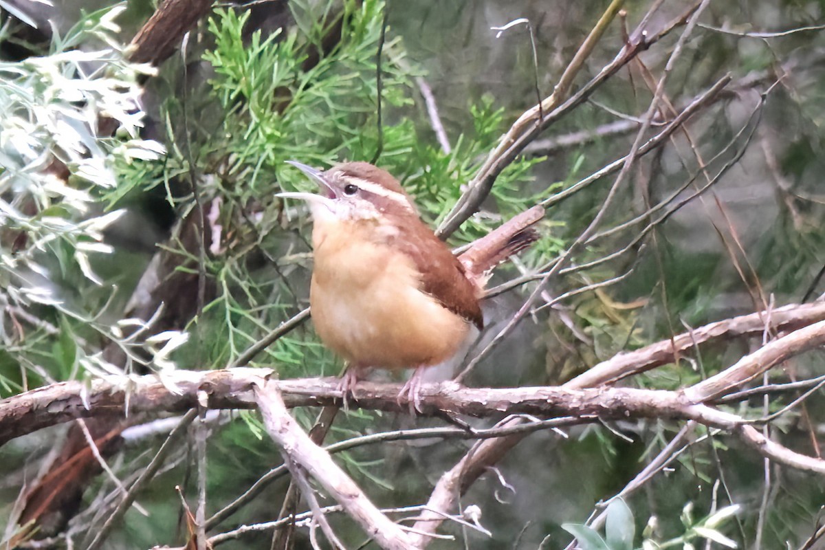 Carolina Wren - ML643458855