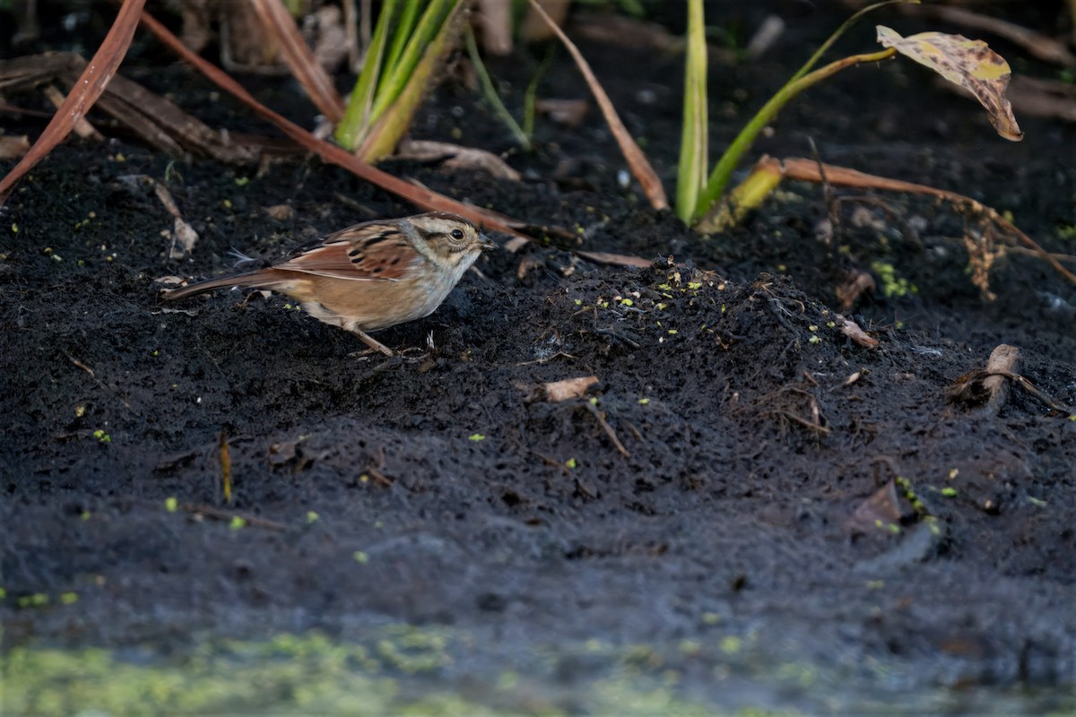 Swamp Sparrow - ML643458856