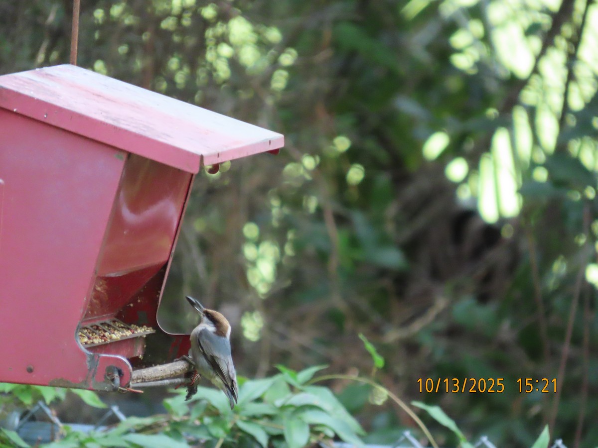 Brown-headed Nuthatch - ML643458872