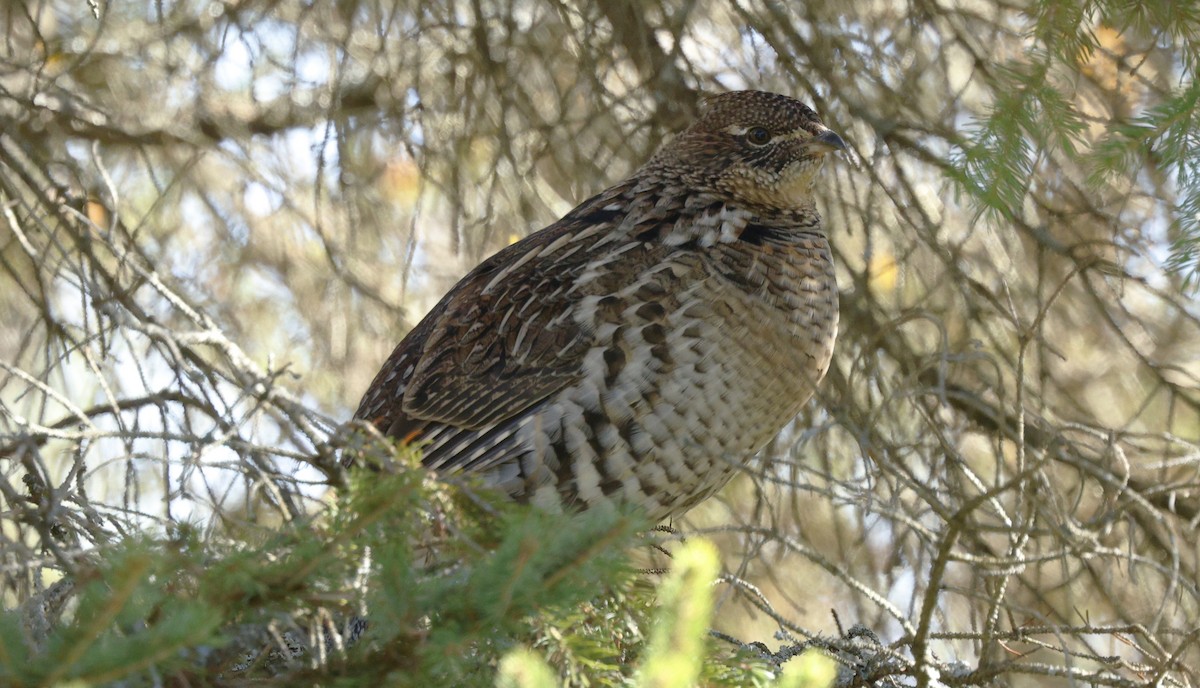 Ruffed Grouse - ML643458875