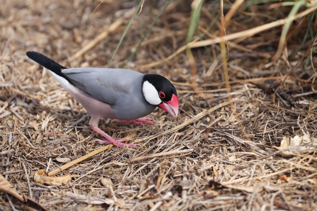 Java Sparrow - ML643458876