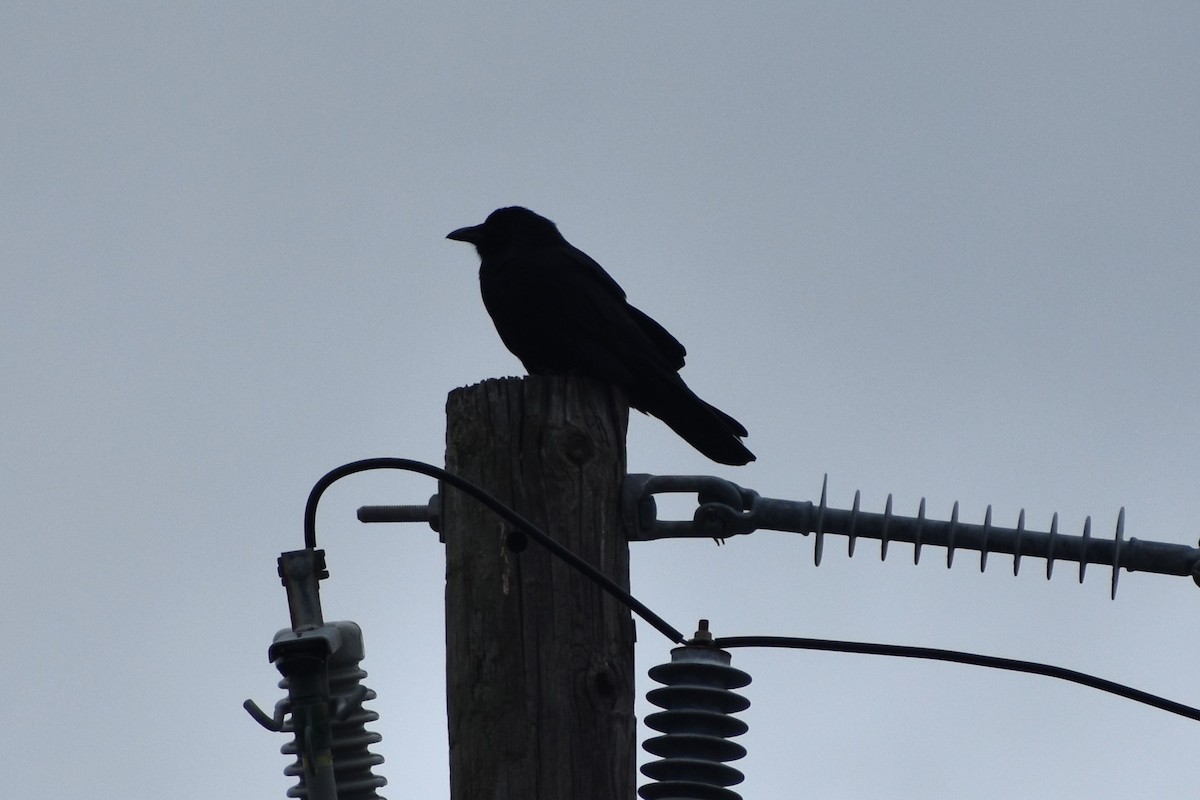 Fish Crow - ML643458891