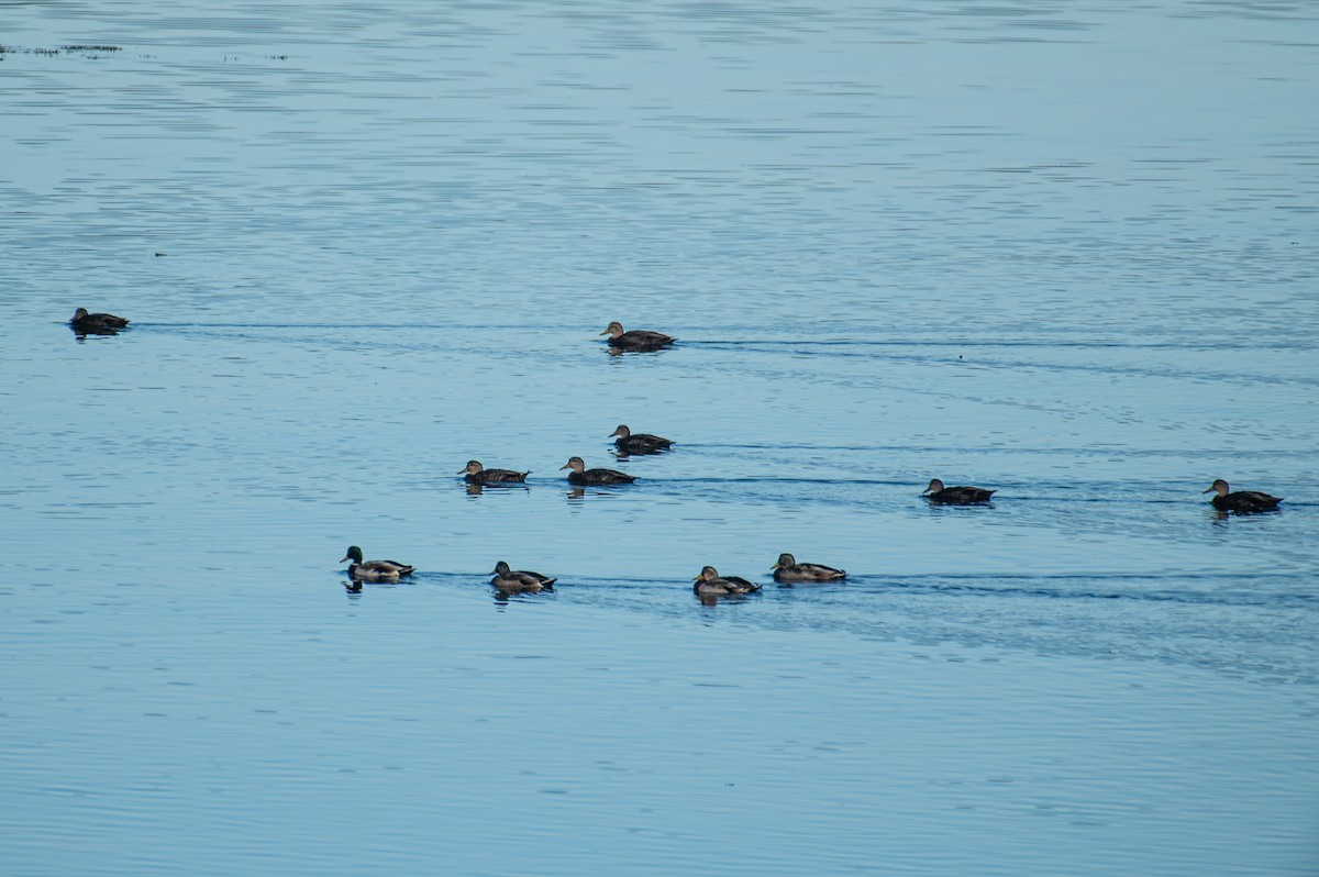 American Black Duck - ML643458896