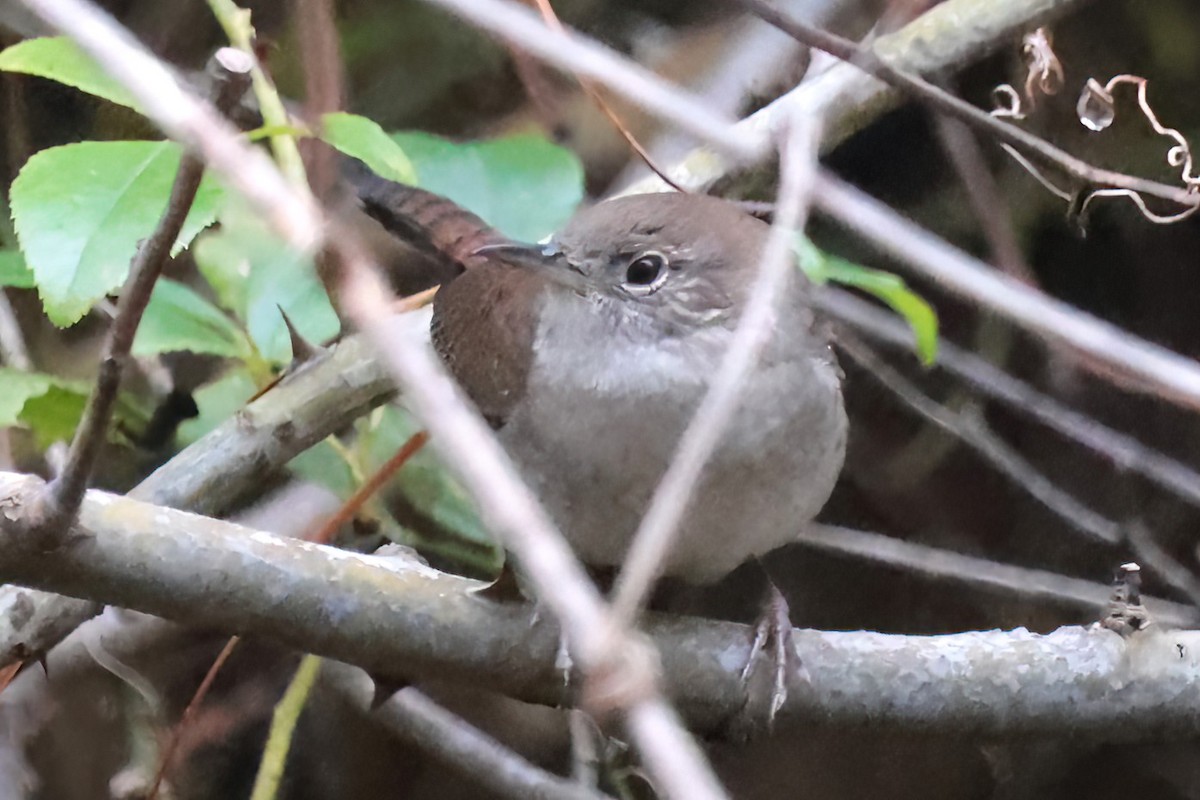 Northern House Wren - ML643458908