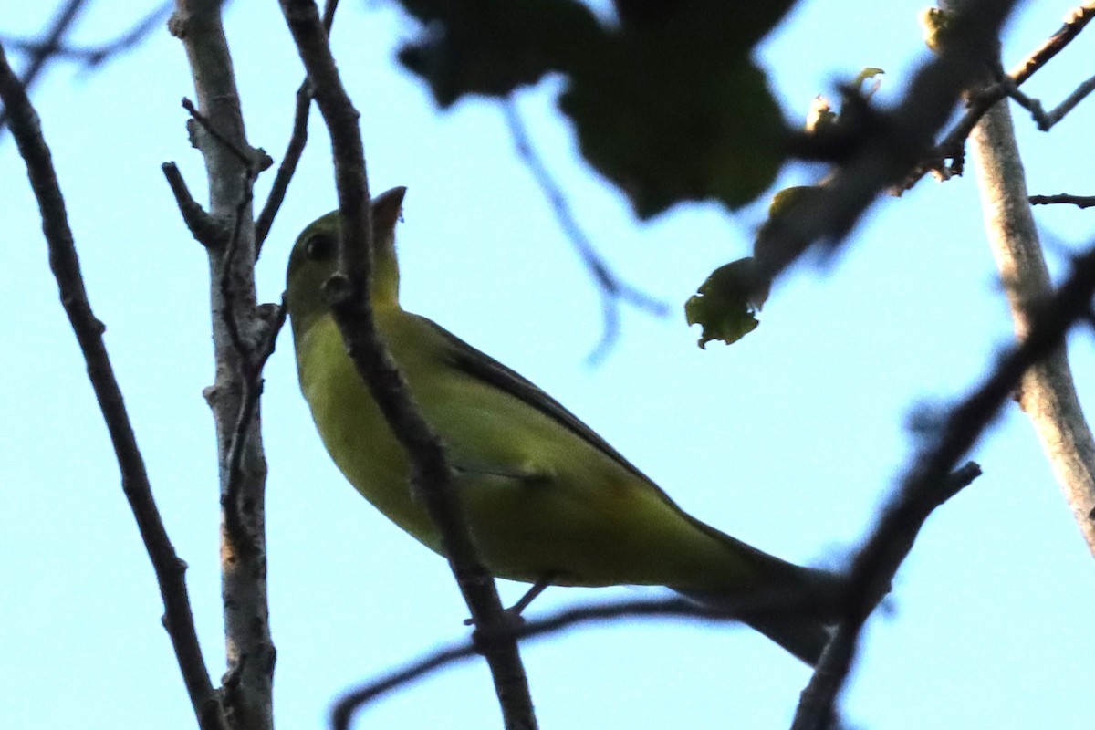 Scarlet Tanager - ML643458925