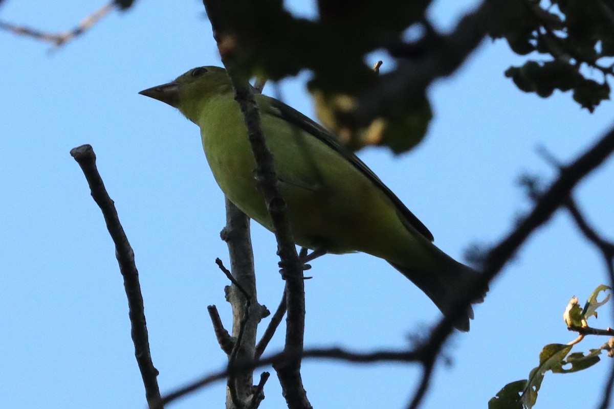 Scarlet Tanager - ML643458926