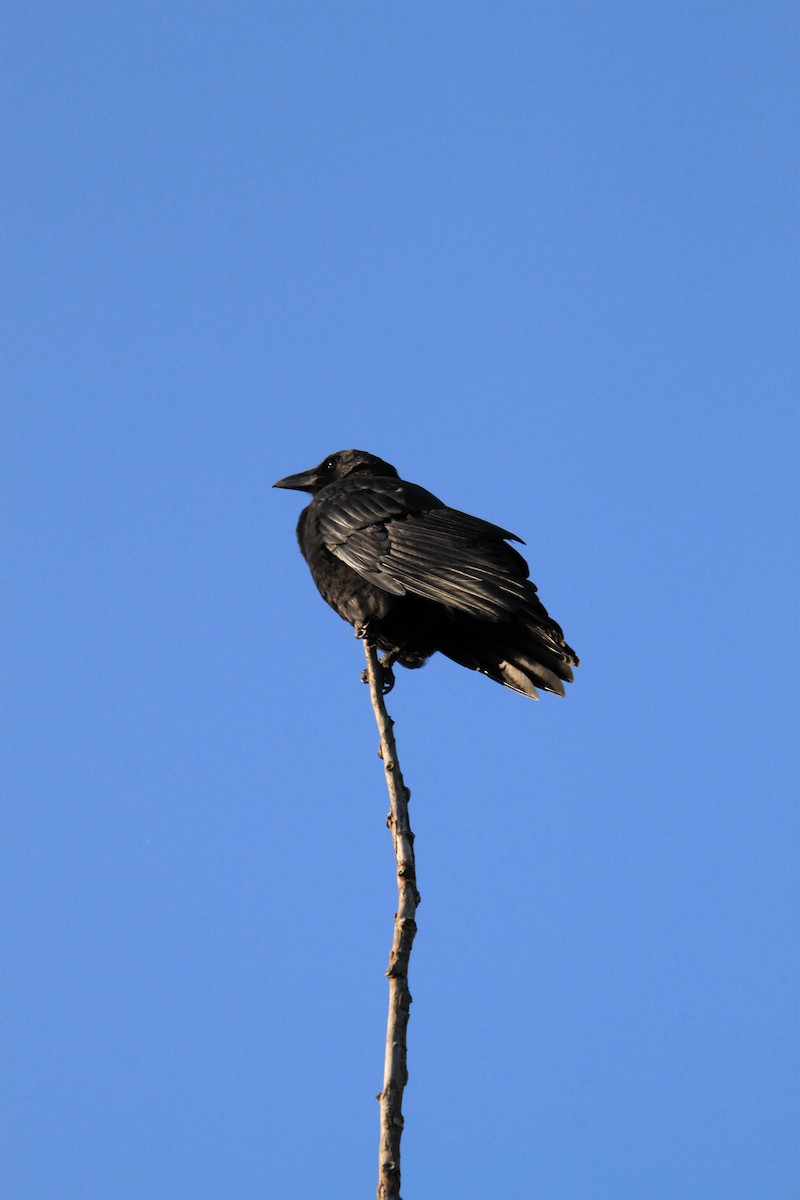 Amerikakrähe - ML643458928