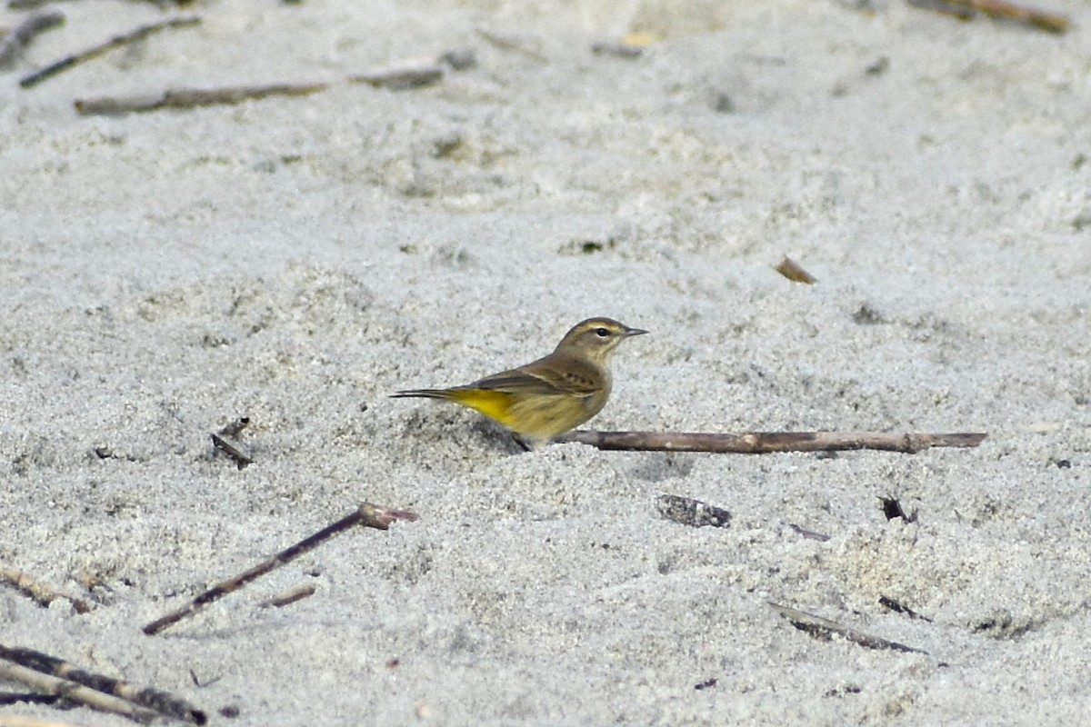 Palm Warbler - ML643458948