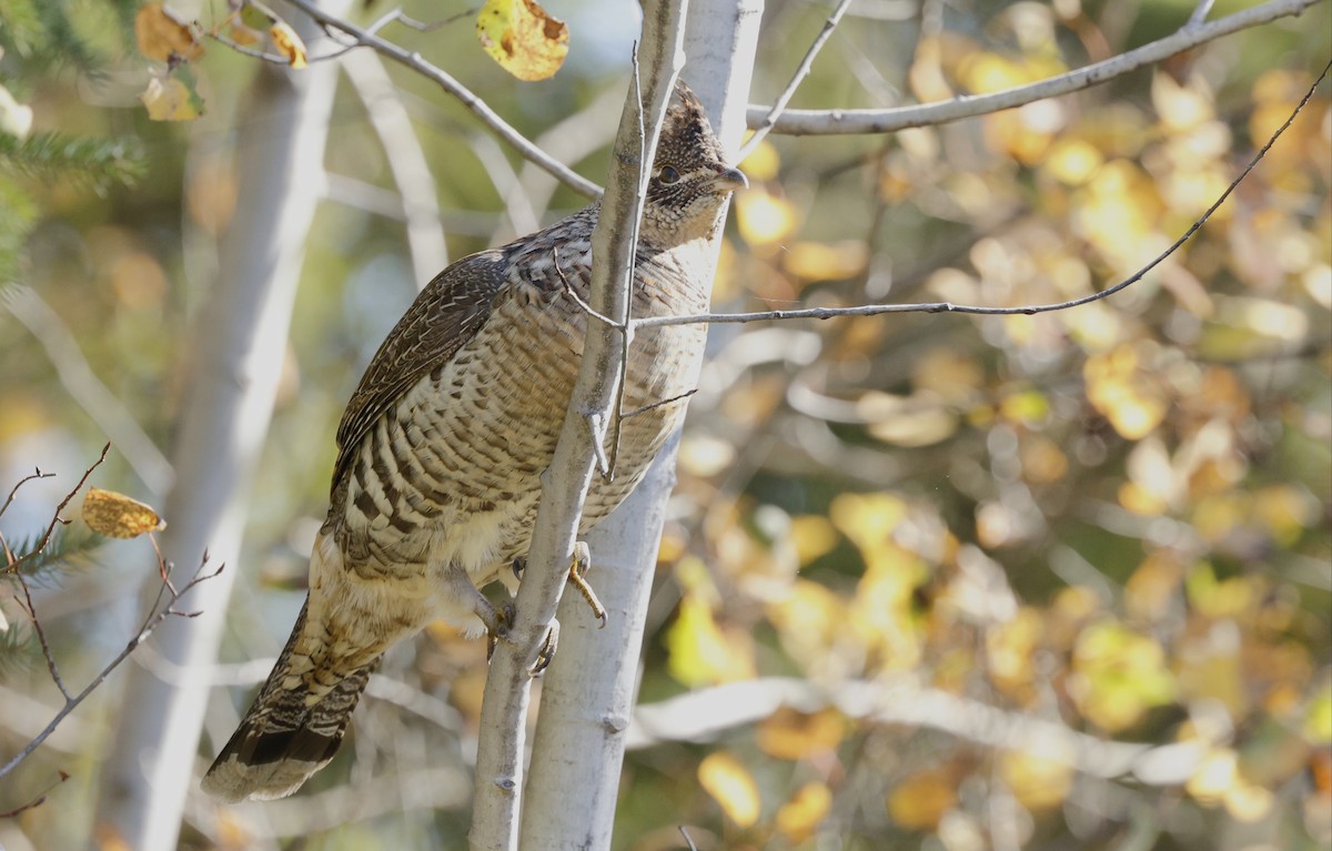 Ruffed Grouse - ML643458953