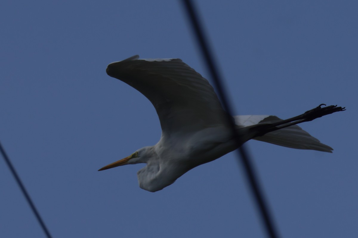 Great Egret - ML643458957