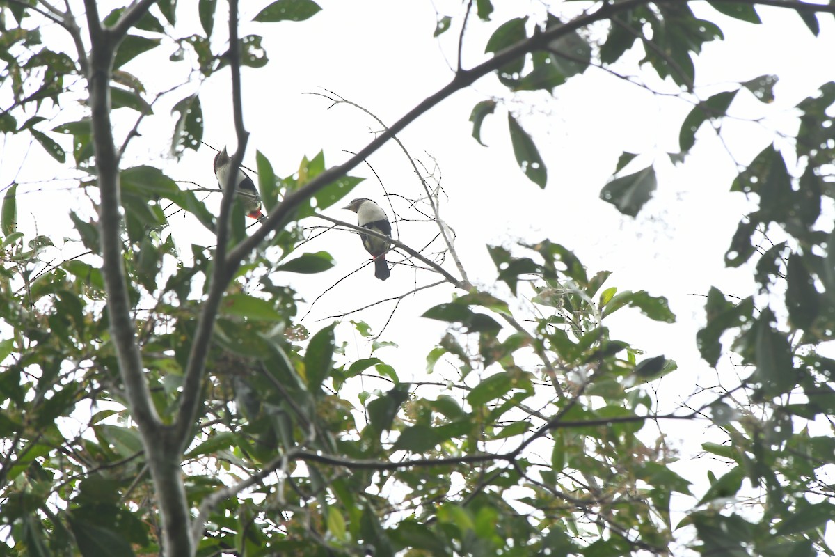 Black-girdled Barbet - ML643458958
