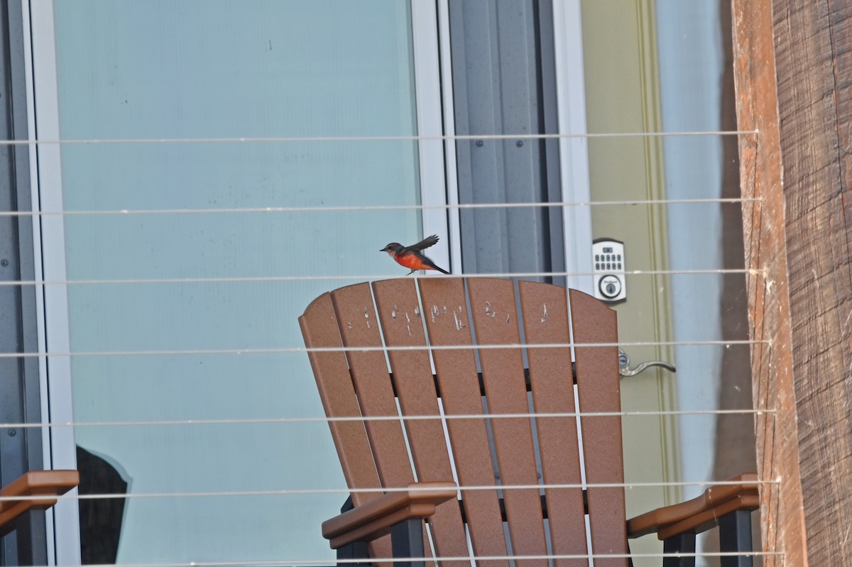 Vermilion Flycatcher - ML643458960